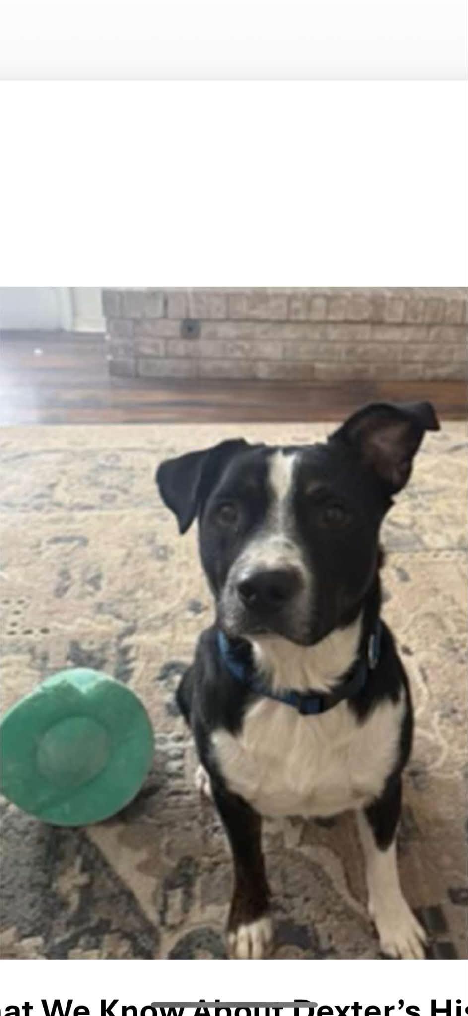 Dexter, Adoptable, Young Male Hound.