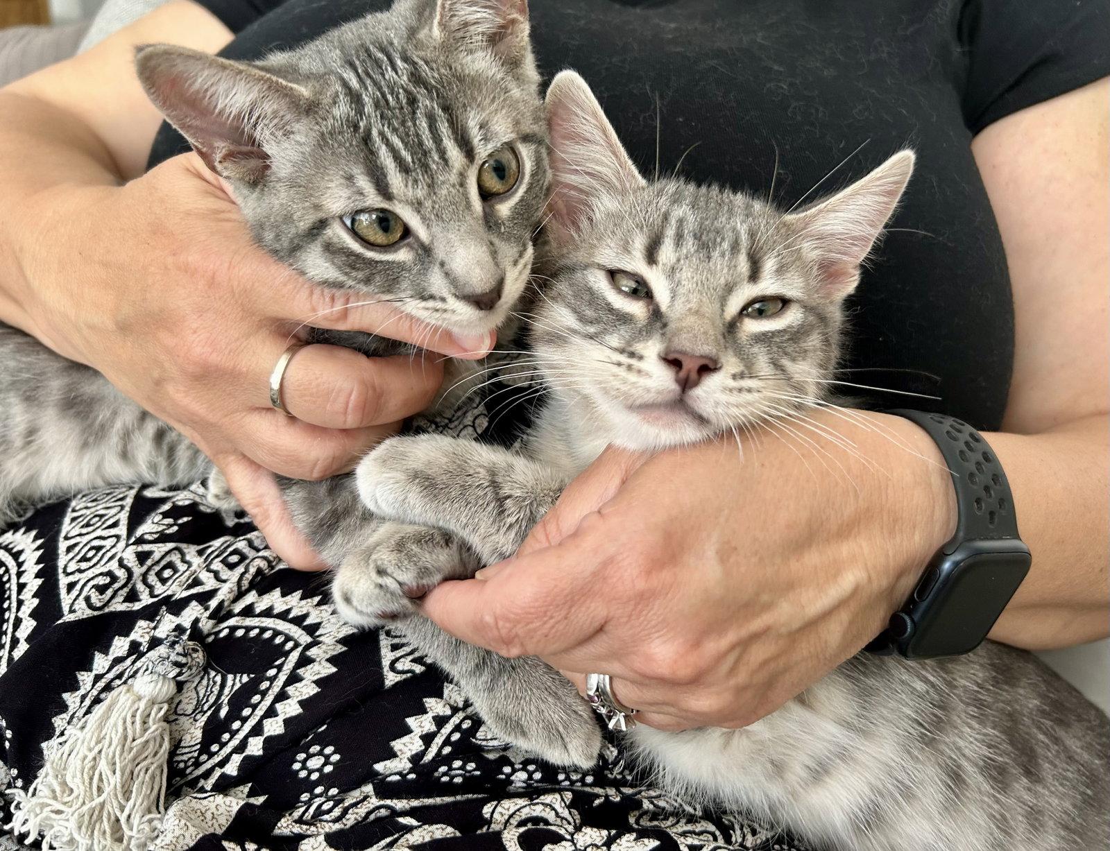 Enlarge Ellison & Fitz, a Adoptable mixed breed in Long Beach, CA image 1/3