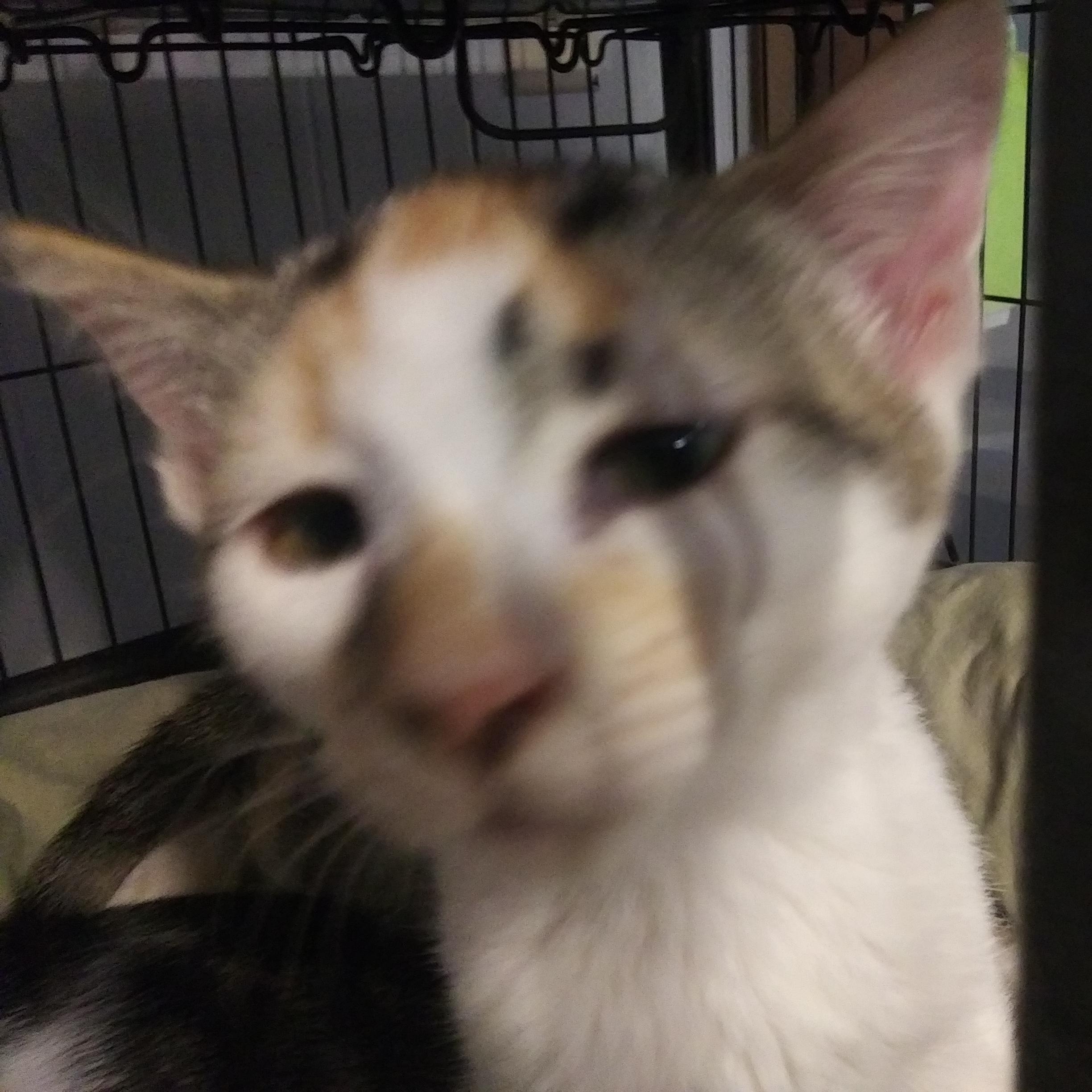 Abigail, an adopted Domestic Short Hair in Port Wentworth, GA image 2/4