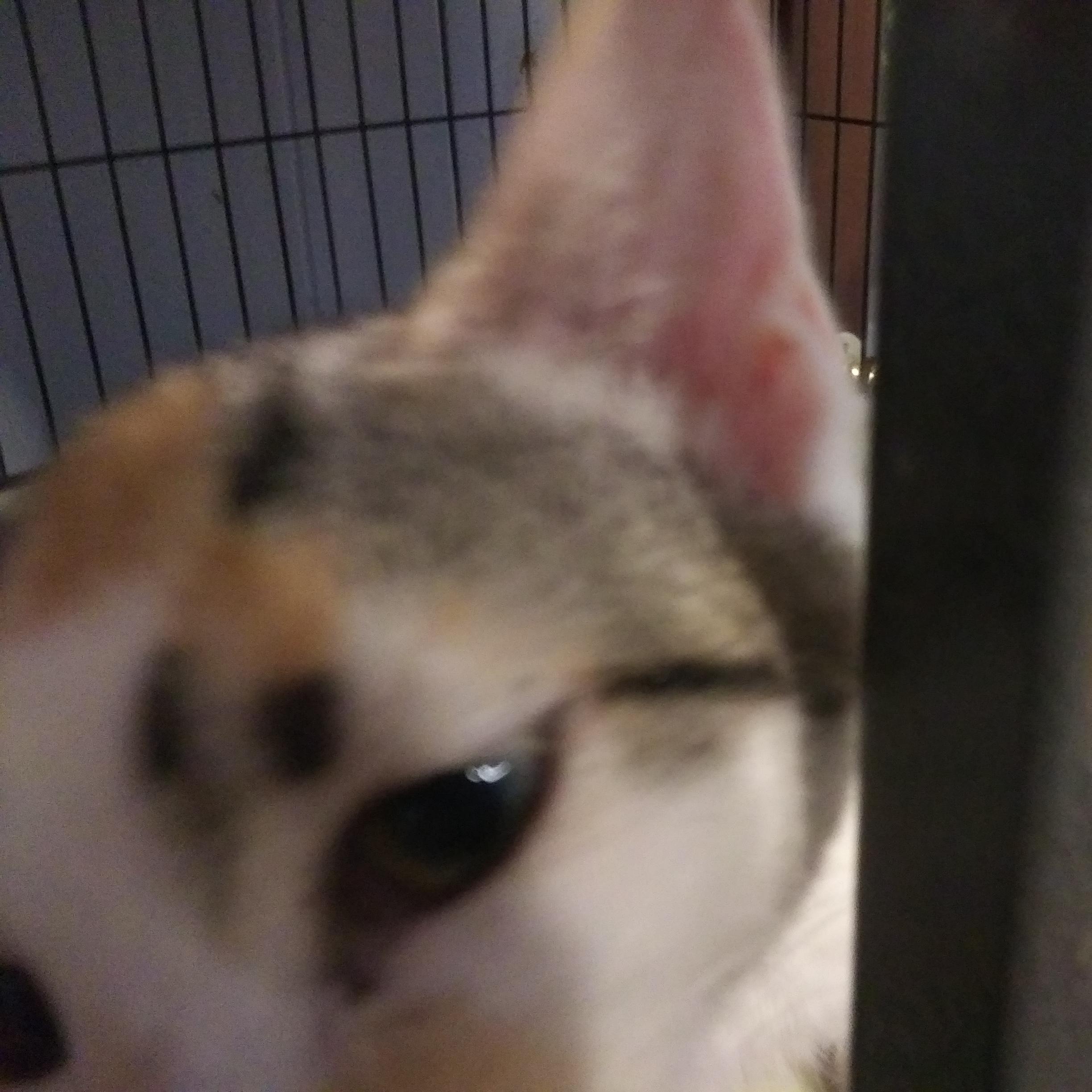 Abigail, an adopted Domestic Short Hair in Port Wentworth, GA image 1/4