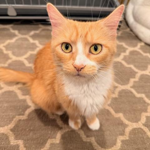Mama Evelyn's Next Chapter - It's Her Turn, ADOPTABLE, Adult Female American Shorthair.