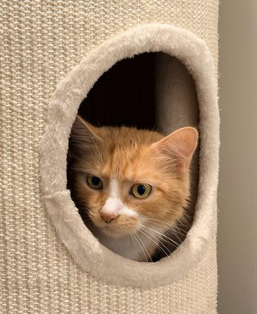 Mama Evelyn's Next Chapter - It's Her Turn, a ADOPTABLE American Shorthair in Bristow, VA image 3/5