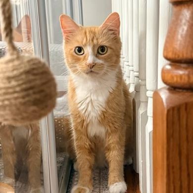 Mama Evelyn's Next Chapter - It's Her Turn, a ADOPTABLE American Shorthair in Bristow, VA image 4/5