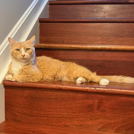 Mama Evelyn's Next Chapter - It's Her Turn, a ADOPTABLE American Shorthair in Bristow, VA image 5/5