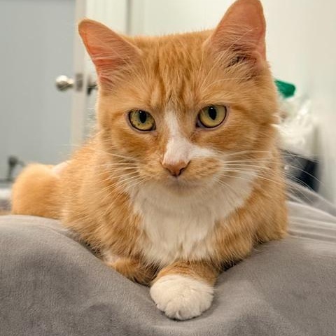 Mama Evelyn's Next Chapter - It's Her Turn, a ADOPTABLE American Shorthair in Bristow, VA image 2/5