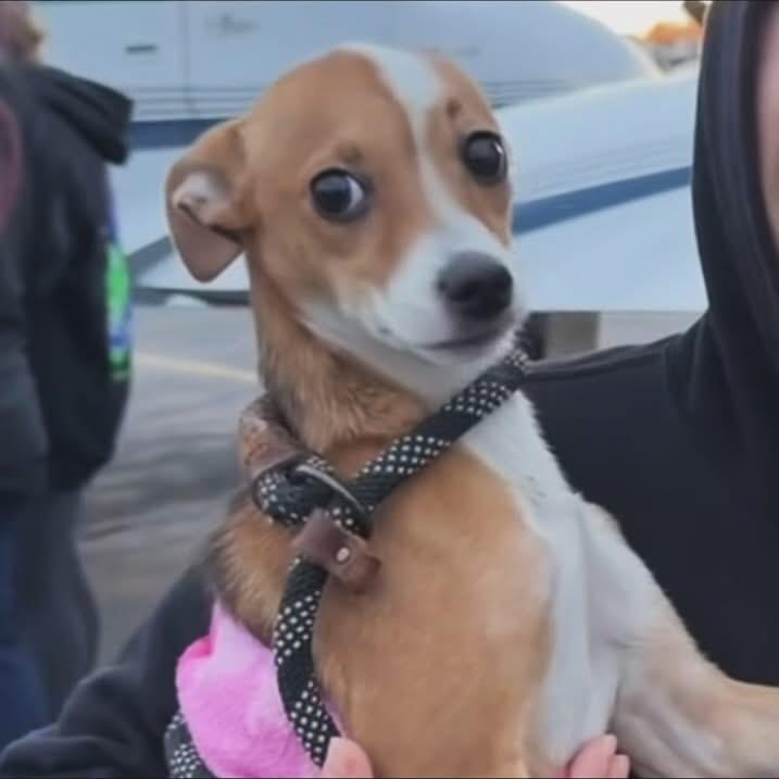 Reed, a Adoptable mixed breed in West Falls, NY image 2/3