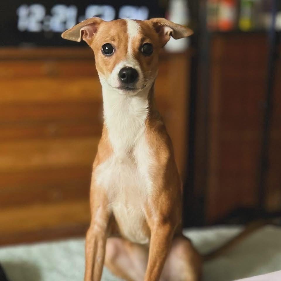 Reed, Adoptable, Puppy Female Italian Greyhound & Chihuahua.