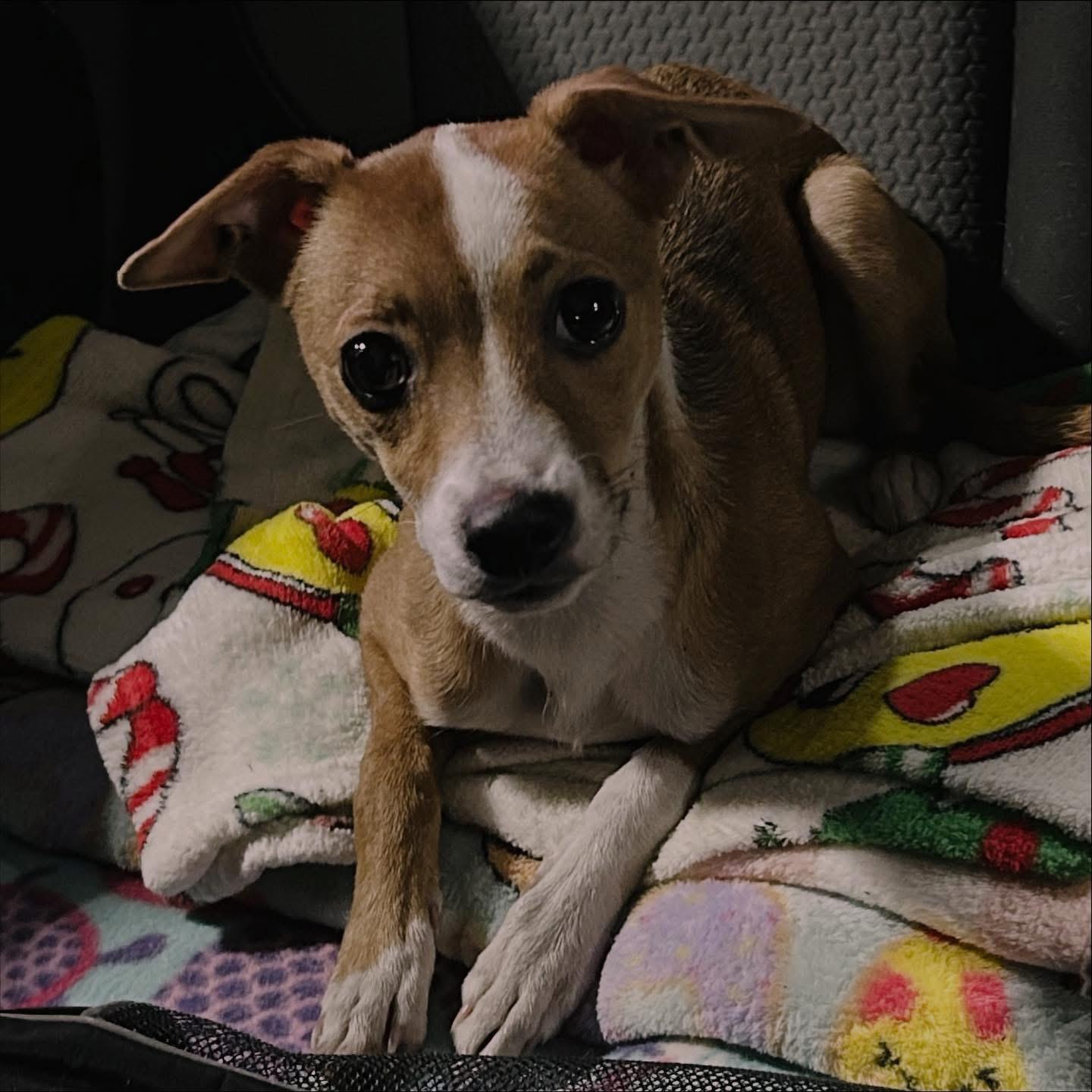 Reed, a Adoptable mixed breed in West Falls, NY image 3/3