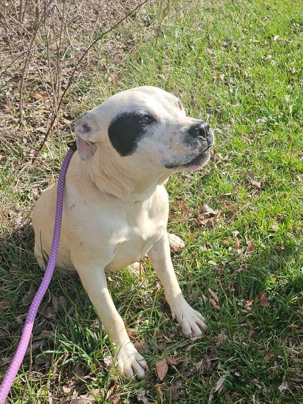 Enlarge Teddy, a Adoptable Mixed Breed in Talbott, TN image 3/4