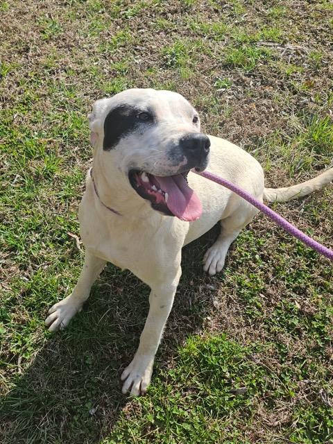 Enlarge Teddy, a Adoptable Mixed Breed in Talbott, TN image 4/4