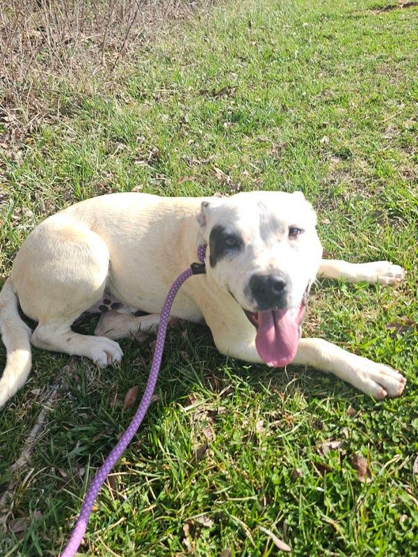 Enlarge Teddy, a Adoptable Mixed Breed in Talbott, TN image 2/4