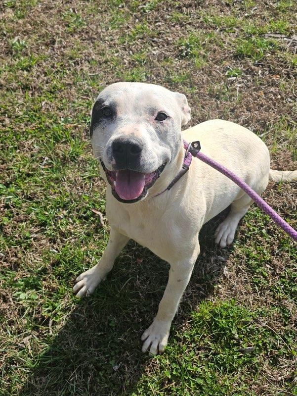 Enlarge Teddy, a Adoptable Mixed Breed in Talbott, TN image 1/4