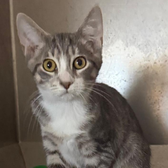 Enlarge RYKER, a Adoptable Domestic Short Hair in Gresham, WI image 1/1