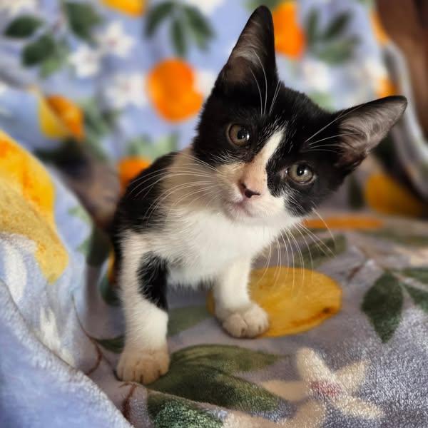 Hugo, Young Male unknown