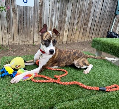 Molly, Adoptable, Young Female Mixed Breed & Mixed Breed.