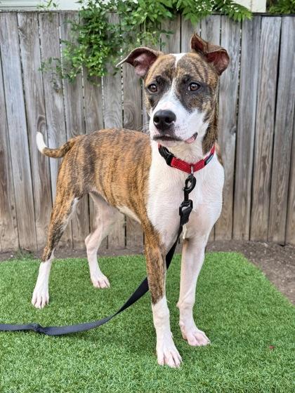 Molly, a Adoptable mixed breed in Washington, DC image 2/3