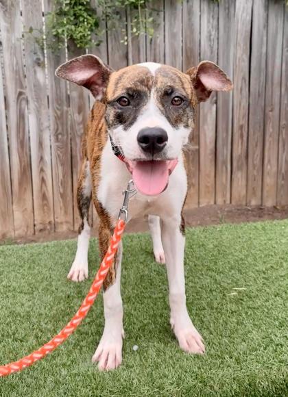 Molly, a Adoptable mixed breed in Washington, DC image 3/3