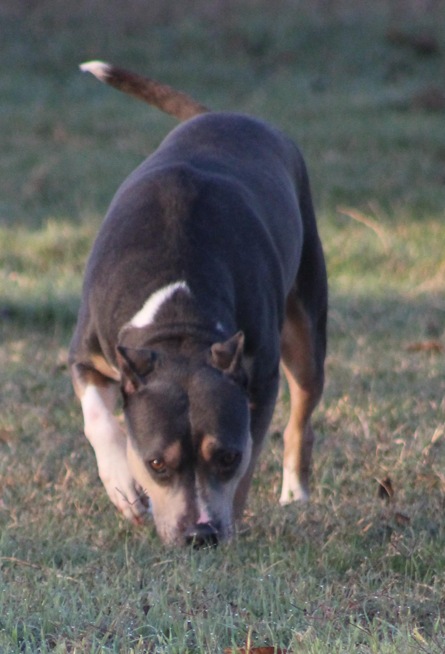 Nova, ADOPTABLE, Young Female Pit Bull Terrier.