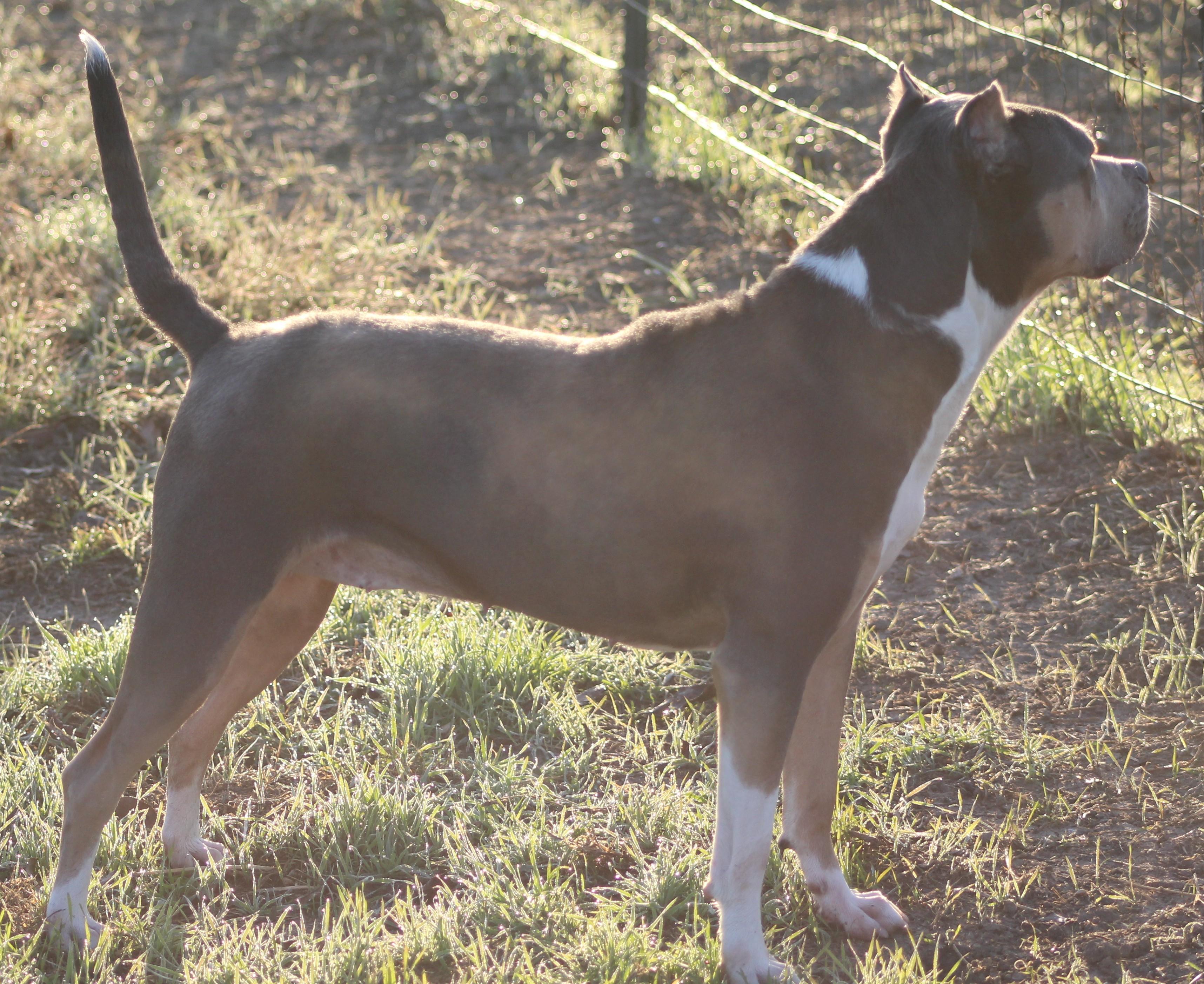 Enlarge Nova, a ADOPTABLE Pit Bull Terrier in Temple, TX image 2/5