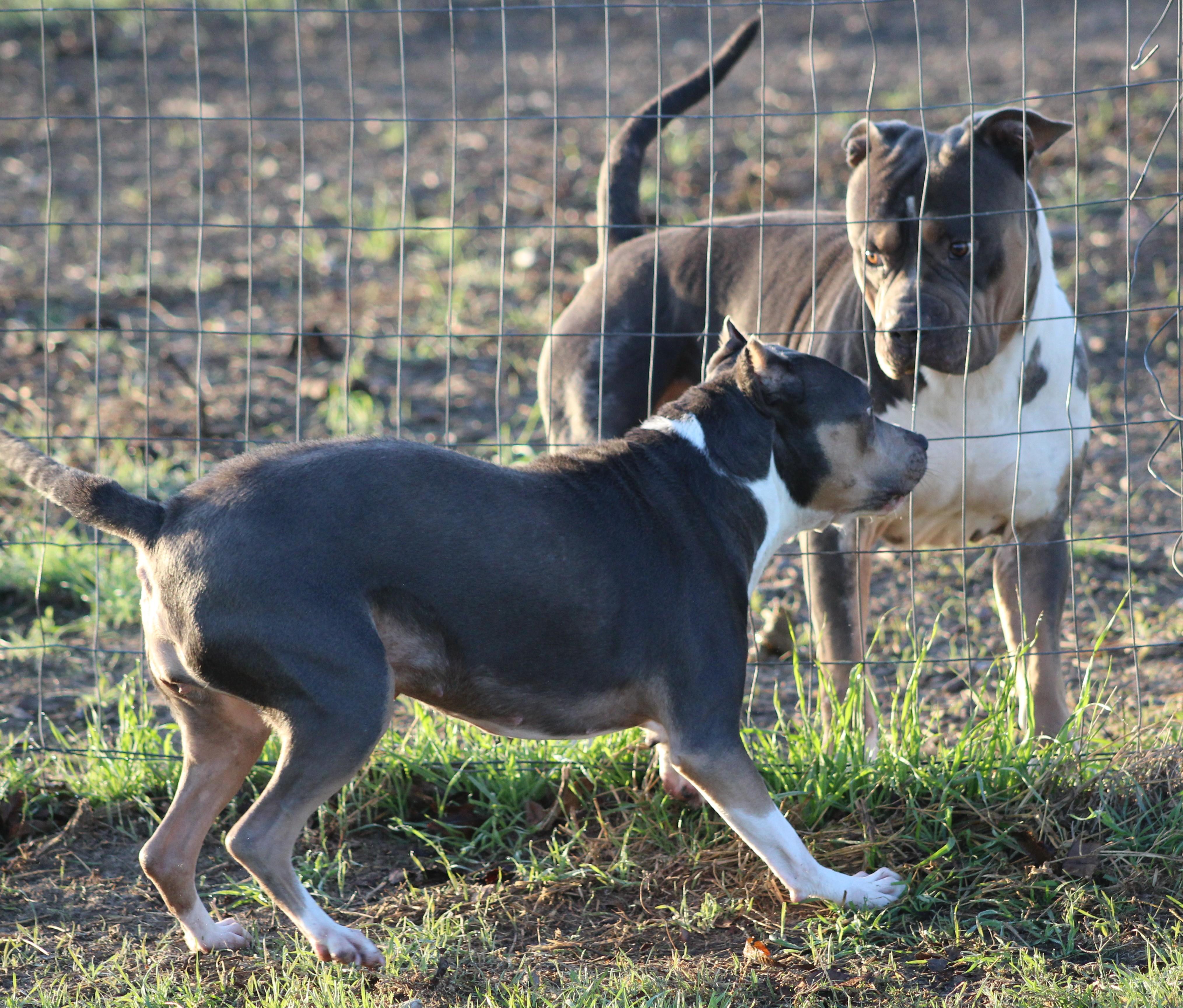 Enlarge Nova, a ADOPTABLE Pit Bull Terrier in Temple, TX image 5/5