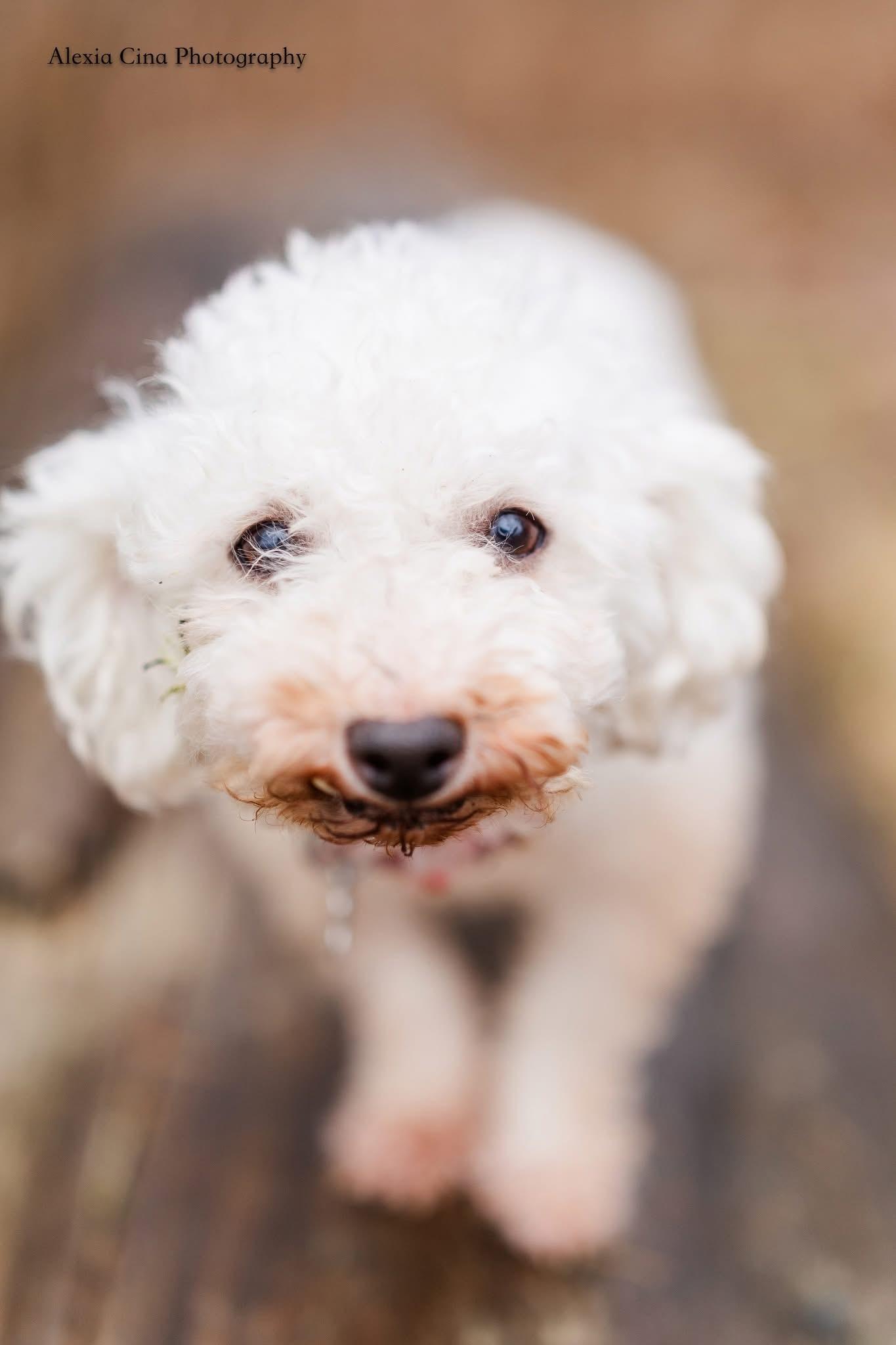 Enlarge Ezra, an adopted Bichon Frise in Drumbo, ON image 3/4
