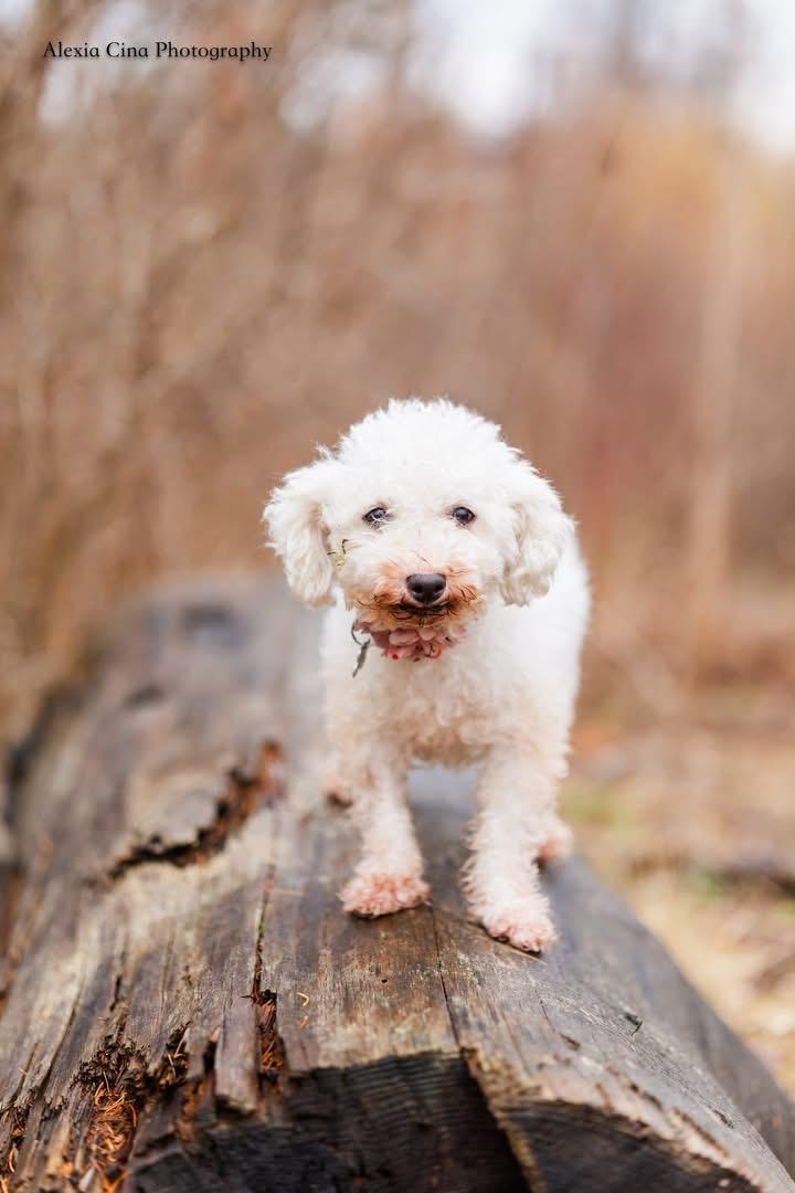 Enlarge Ezra, an adopted Bichon Frise in Drumbo, ON image 1/4