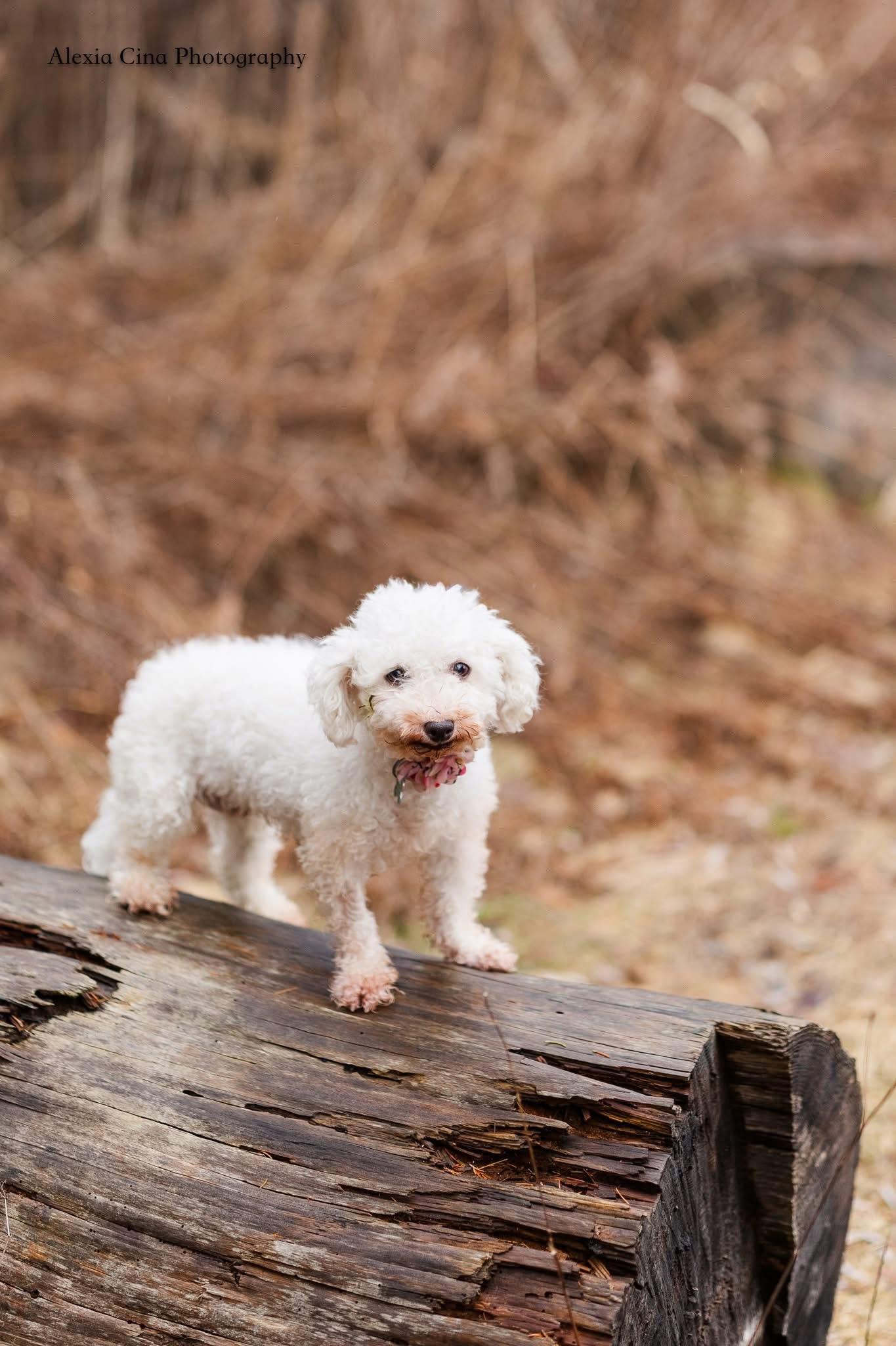 Enlarge Ezra, an adopted Bichon Frise in Drumbo, ON image 4/4