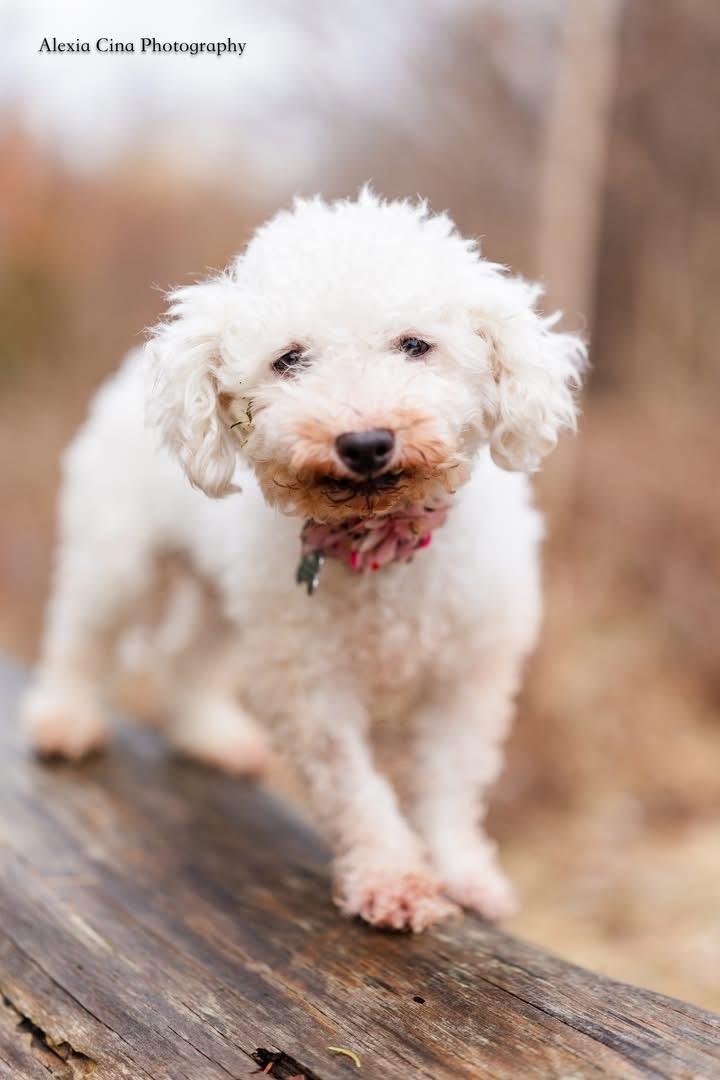 Enlarge Ezra, an adopted Bichon Frise in Drumbo, ON image 2/4