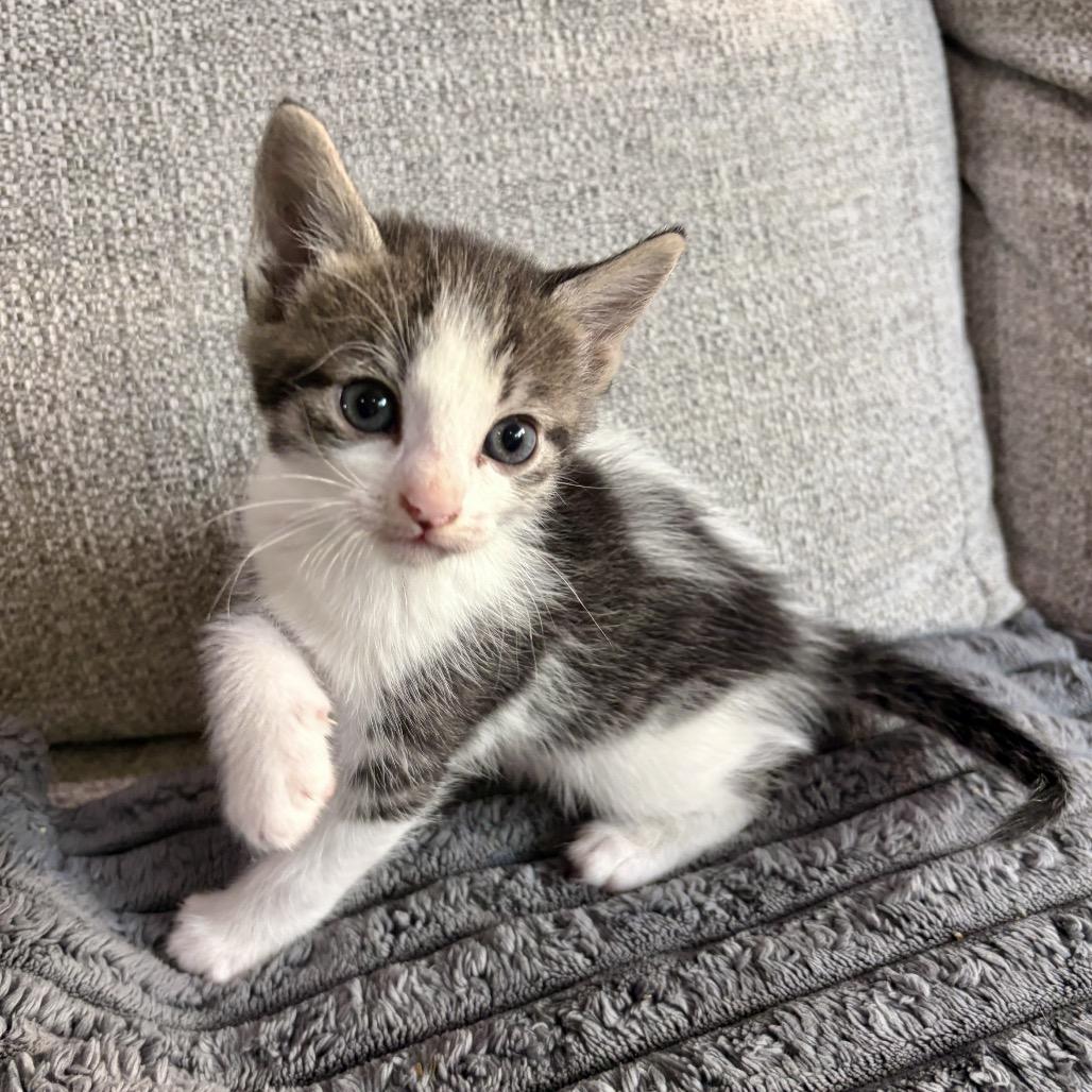 Perry, Adoptable, Kitten Male Domestic Short Hair.