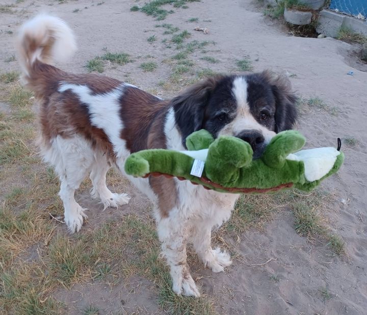 Enlarge Bernadette, a Adoptable Saint Bernard in Sparks, NV image 1/6