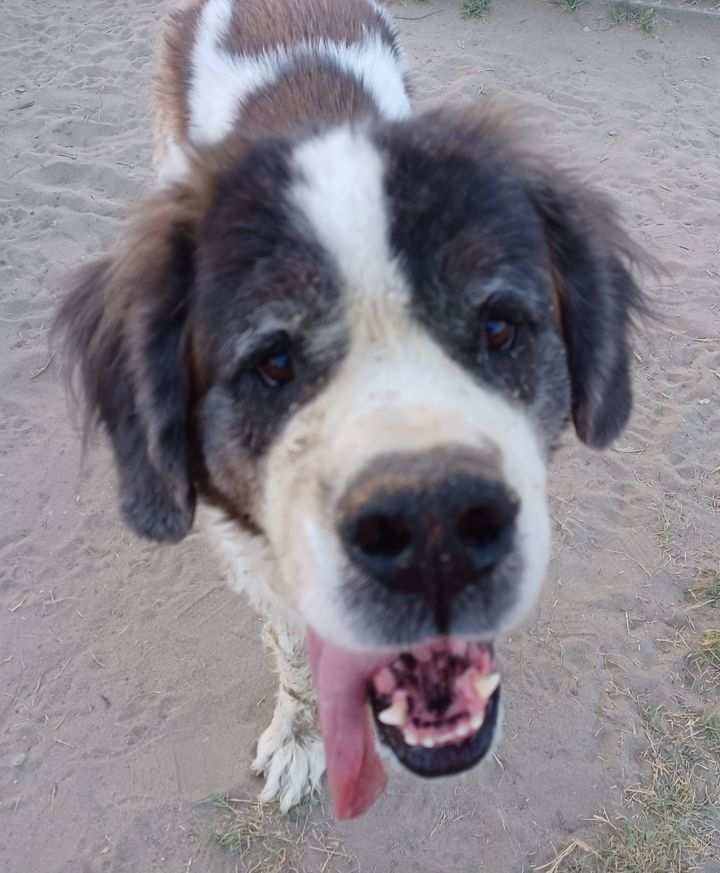 Enlarge Bernadette, a Adoptable Saint Bernard in Sparks, NV image 2/6