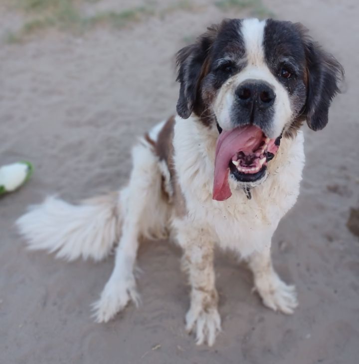 Enlarge Bernadette, a Adoptable Saint Bernard in Sparks, NV image 3/6