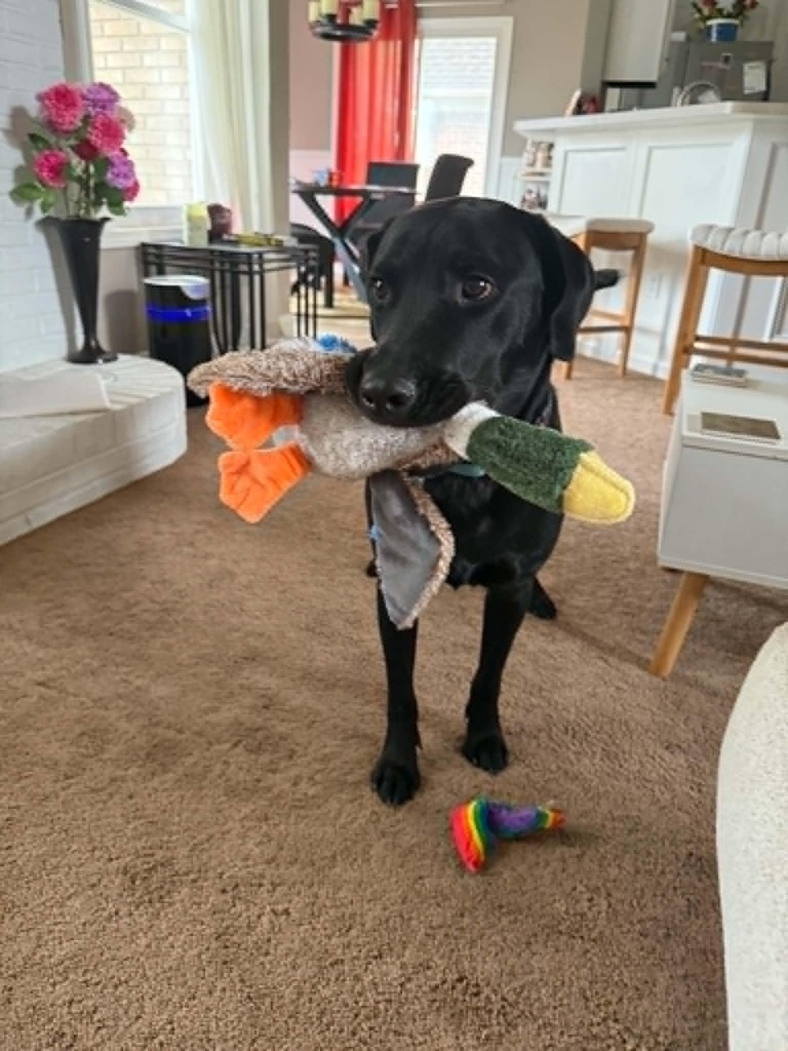 Kelley, adopted, Young Male Black Labrador Retriever.