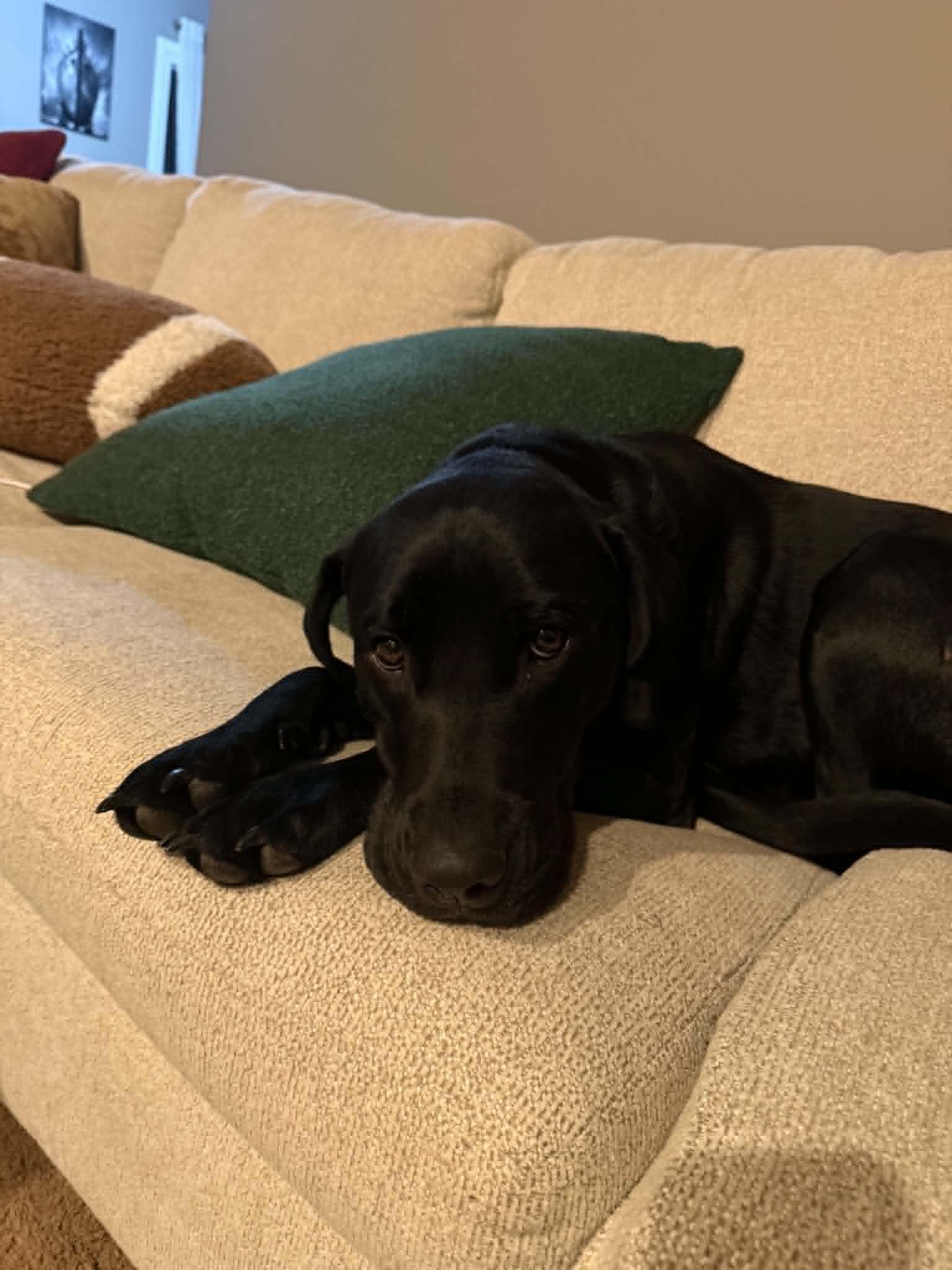 Kelley, an adopted Black Labrador Retriever in Chesterfield, MI image 6/6