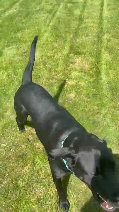 Enlarge Kelley, an adopted Black Labrador Retriever in Chesterfield, MI video 3/6