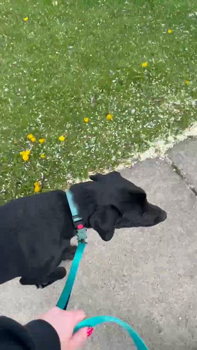 Enlarge Kelley, an adopted Black Labrador Retriever in Chesterfield, MI video 2/6