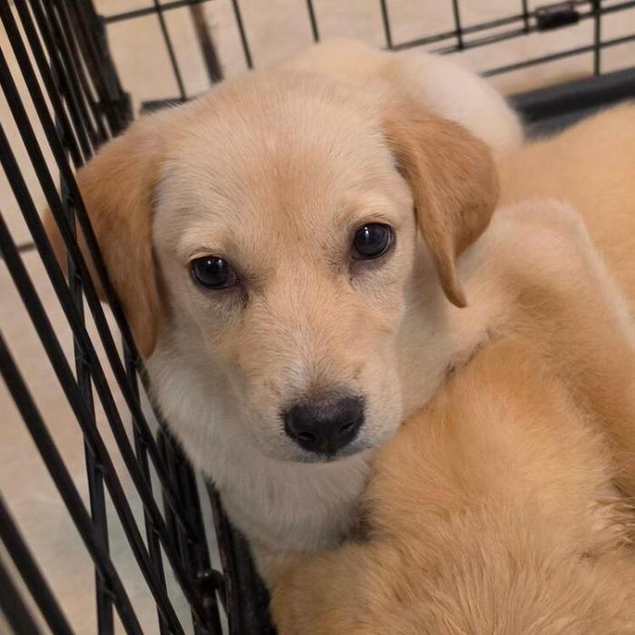 Martha Washington #7003, Adoptable, Puppy Female Golden Retriever.