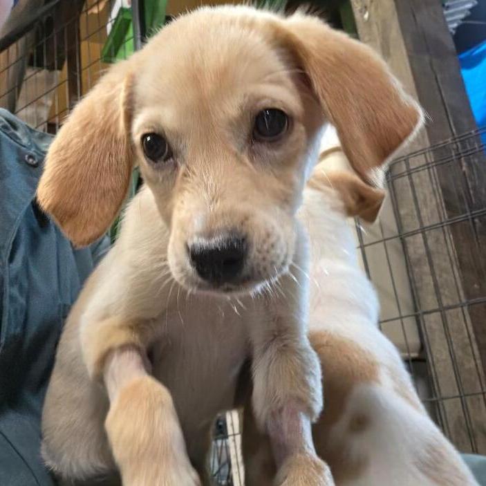 Enlarge Martha Washington #7003, a Adoptable mixed breed in Louisville, KY image 2/6