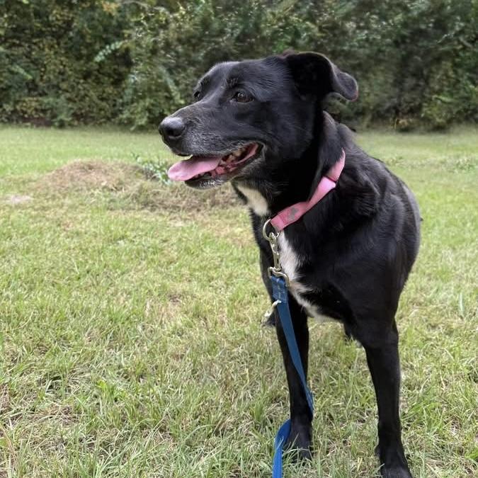 Dallas — thumbnail 2