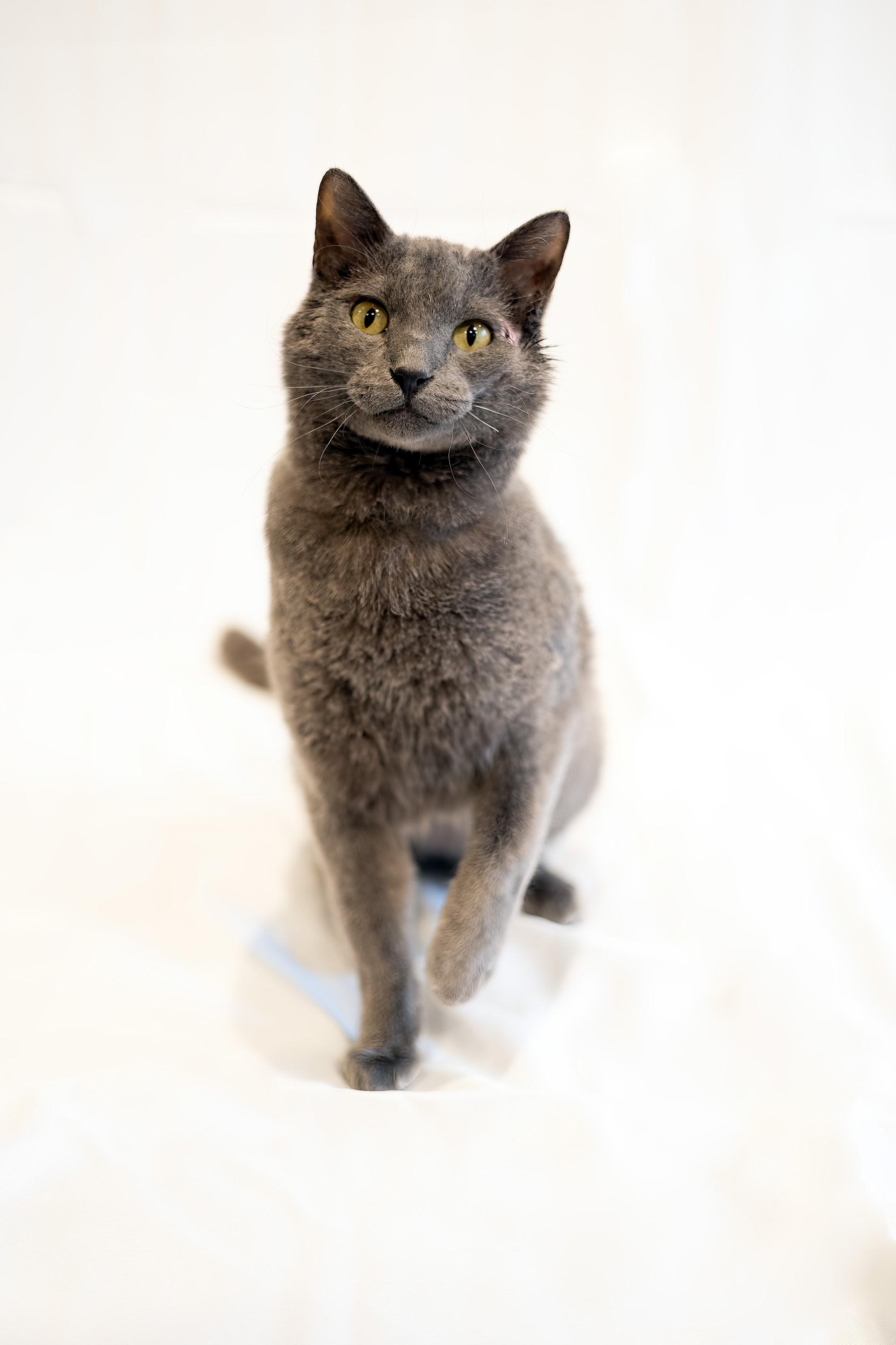 Boba, Adopted, Adult Male American Shorthair.