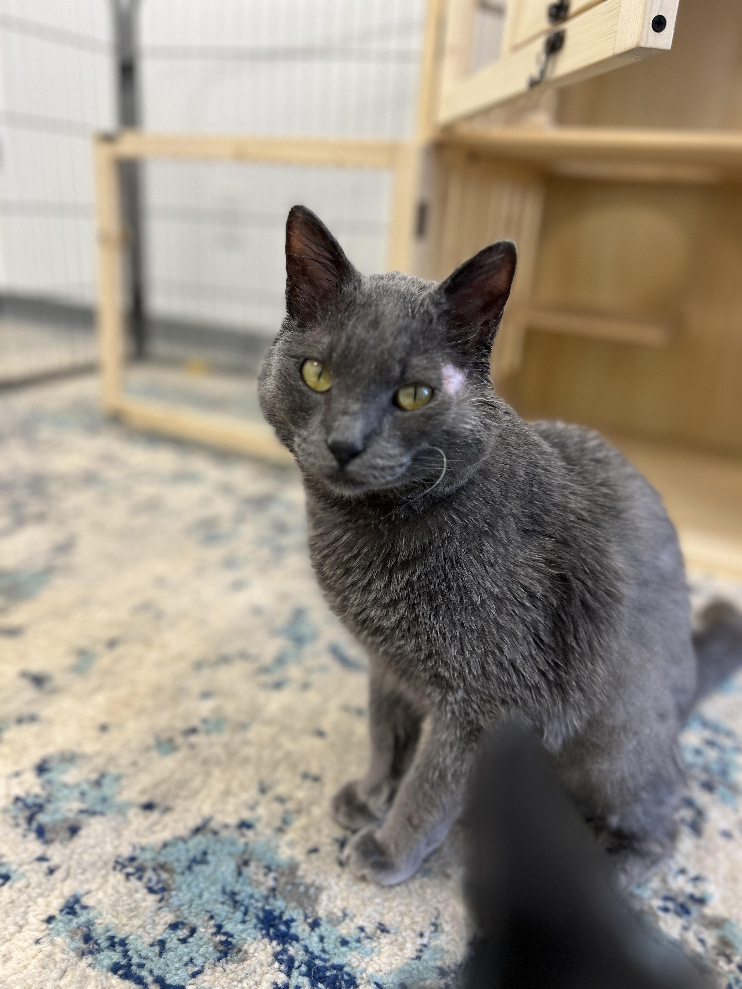 Enlarge Boba, a Adopted American Shorthair in North Ogden, UT image 2/2