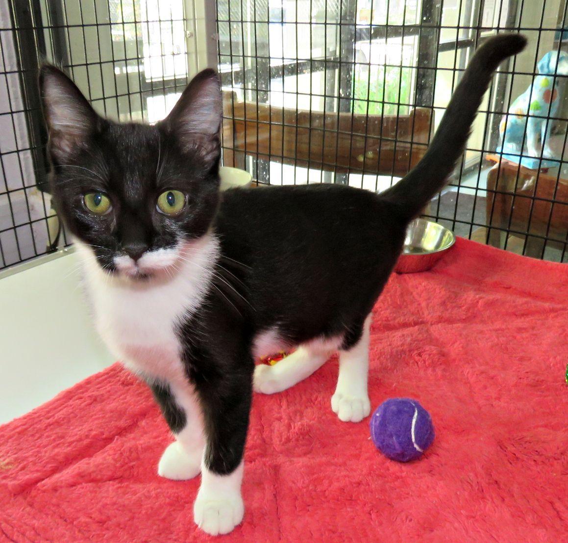 Homer, Adoptable, Kitten Male Domestic Short Hair.