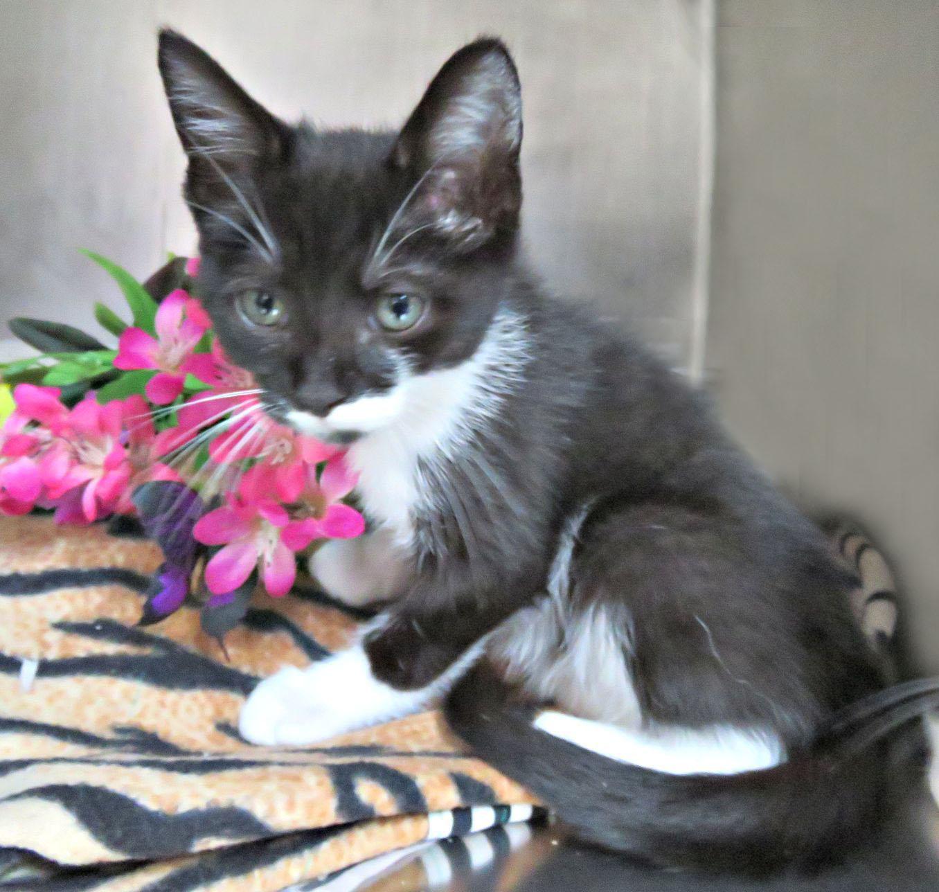 Homer, ADOPTABLE, Kitten Male Domestic Short Hair.