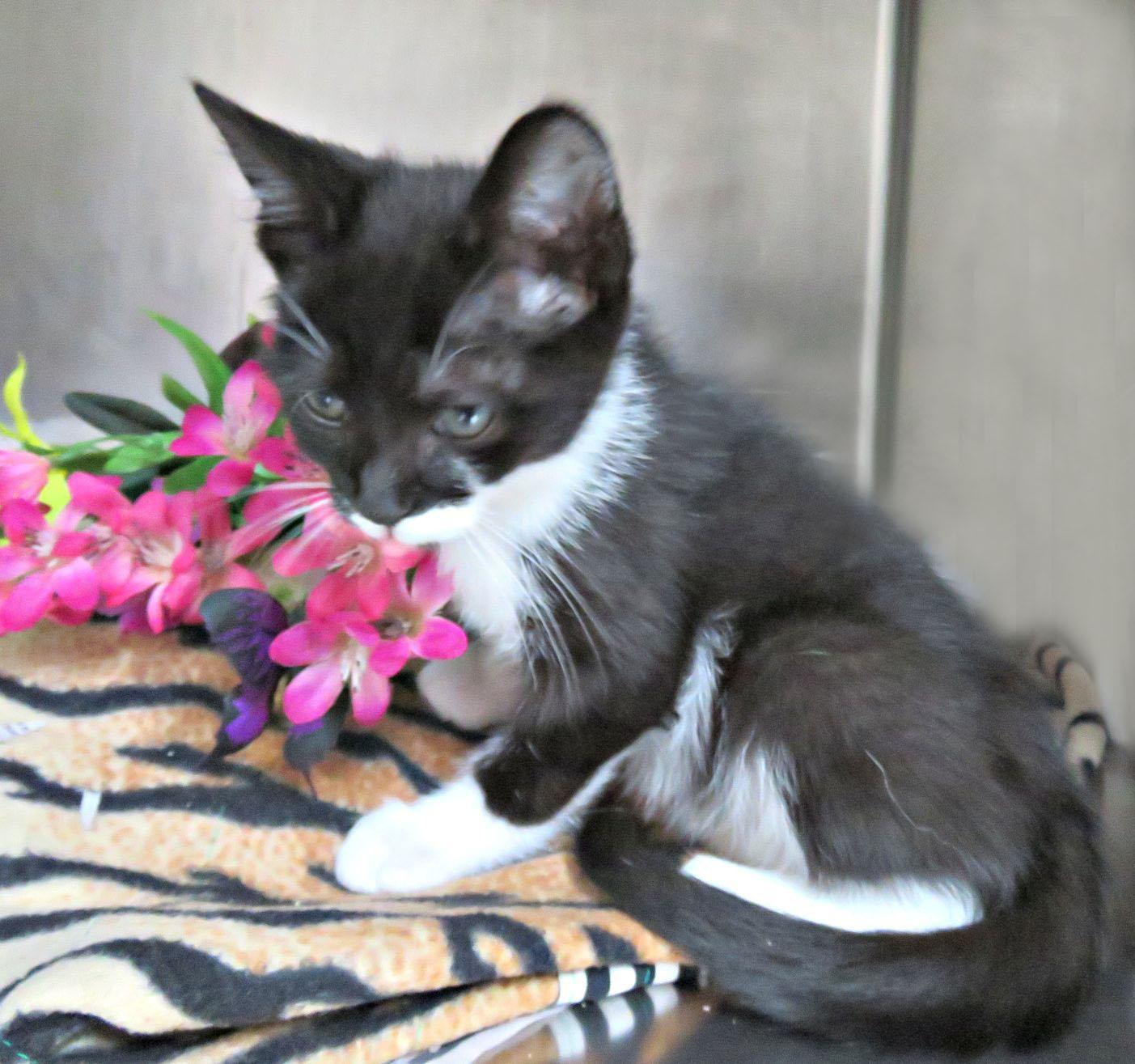 Enlarge Homer, a ADOPTABLE mixed breed in Lexington, VA image 2/2