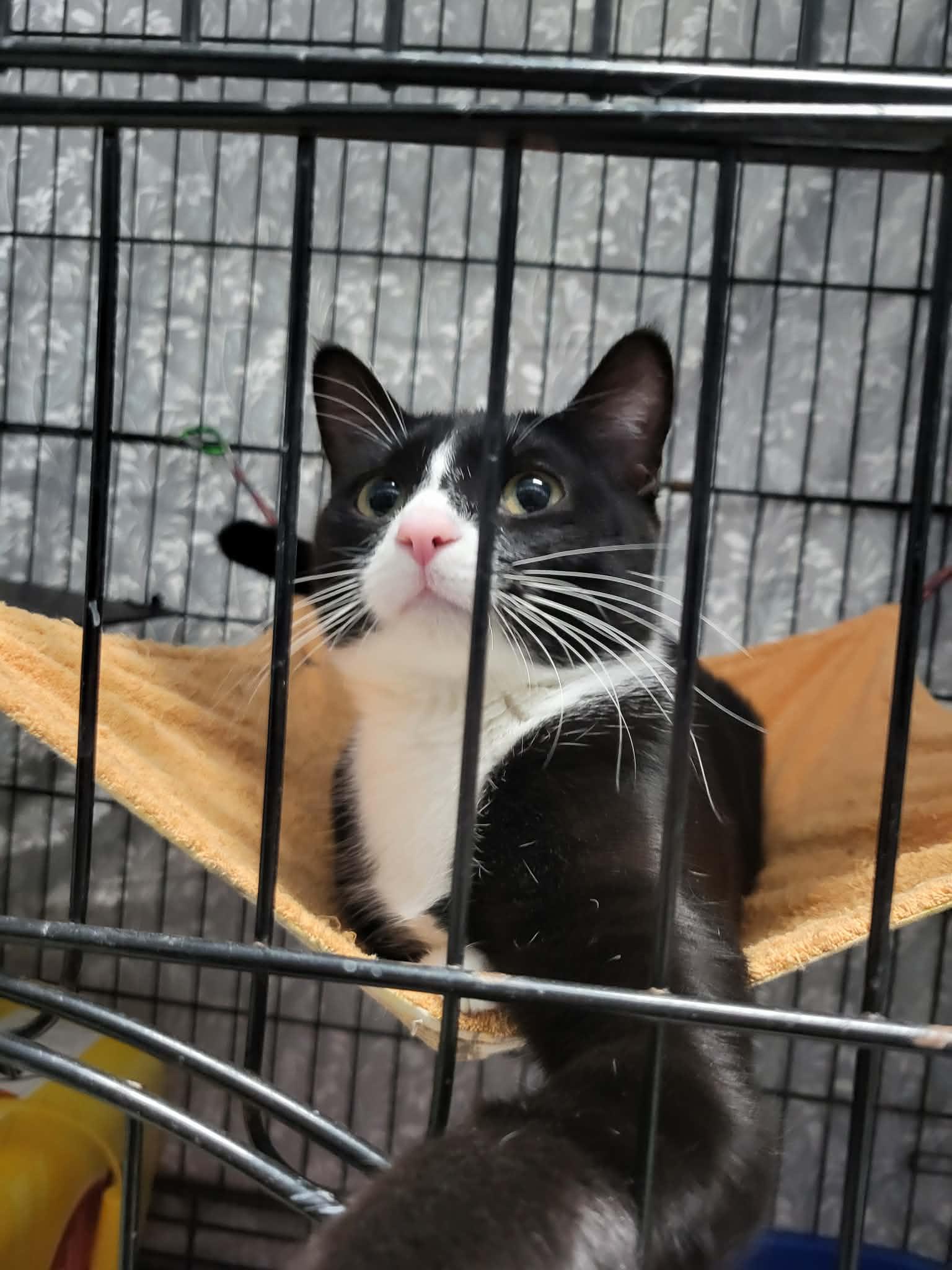 Enlarge Merry, a Adoptable Domestic Short Hair in Fargo, ND image 1/3