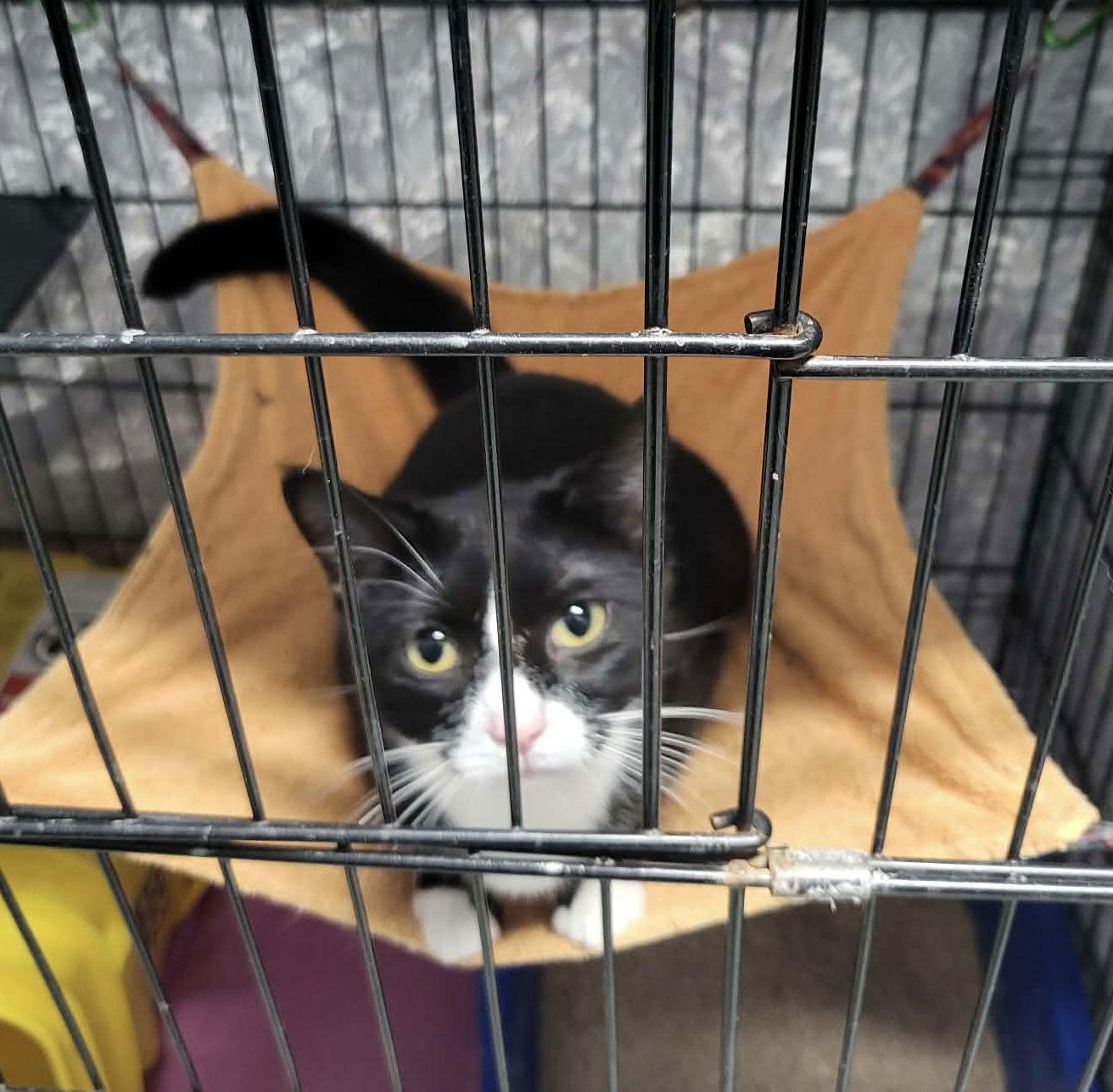 Enlarge Merry, a Adoptable Domestic Short Hair in Fargo, ND image 2/3