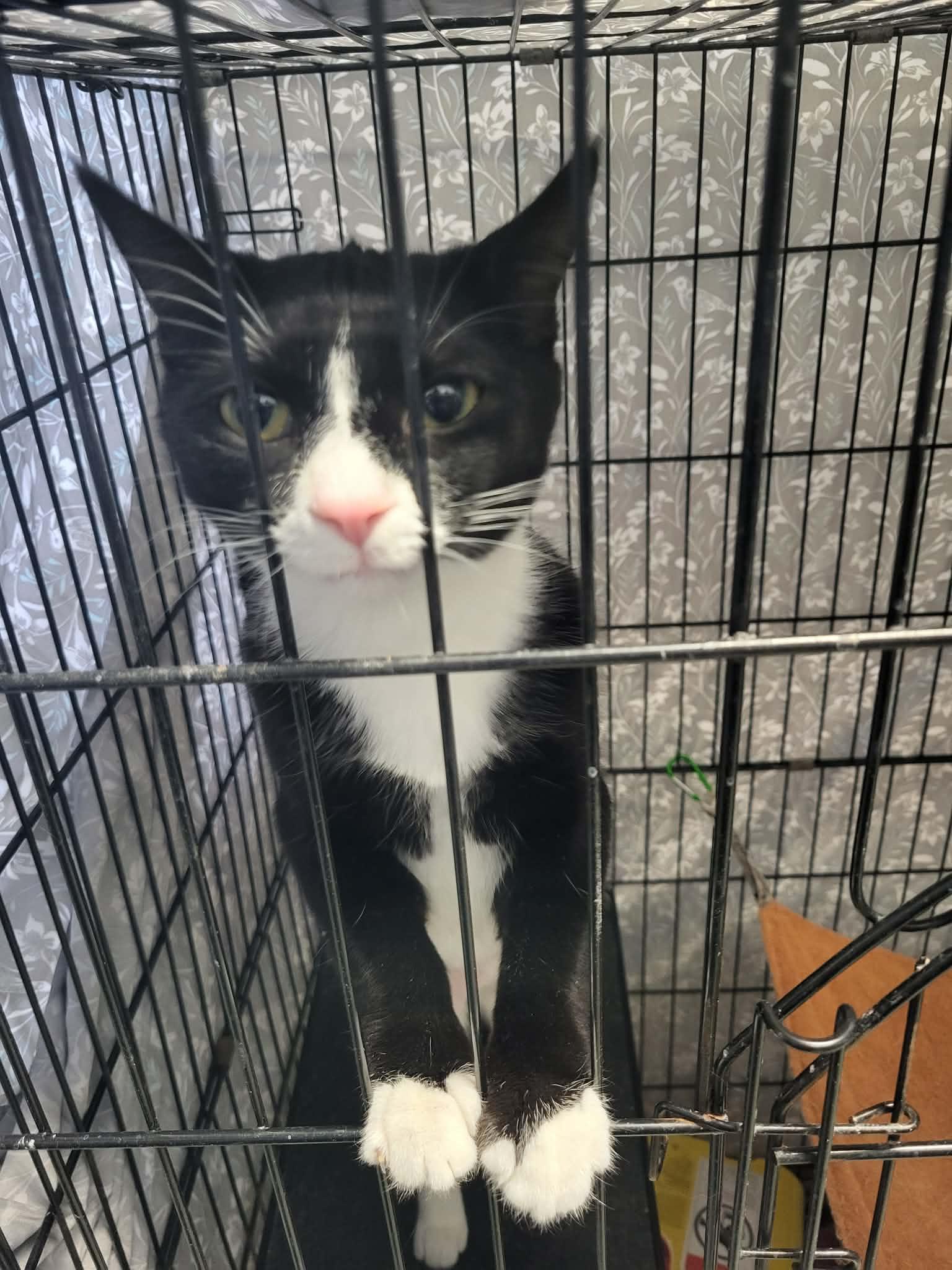 Enlarge Merry, a Adoptable Domestic Short Hair in Fargo, ND image 3/3
