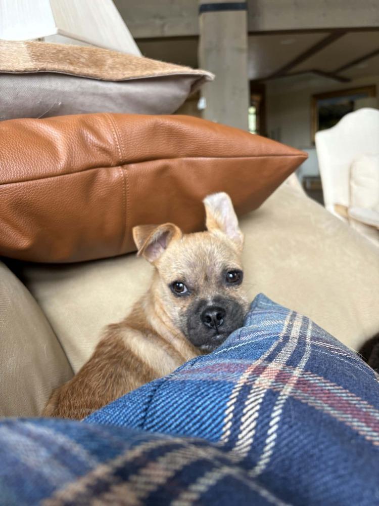 Buff, Adoptable, Puppy Male Pug & Cattle Dog.