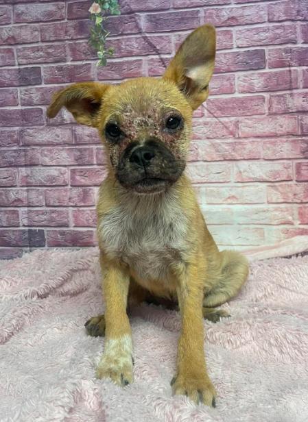 Enlarge Buff, a Adoptable mixed breed in Aurora, CO image 3/6