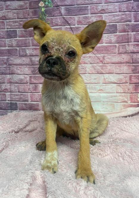 Enlarge Buff, a Adoptable mixed breed in Aurora, CO image 5/6